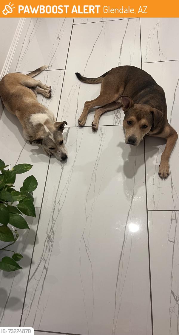 Found/Stray Male Dog last seen Near w Rancho Drive glendale AZ 85305, Glendale, AZ 85305