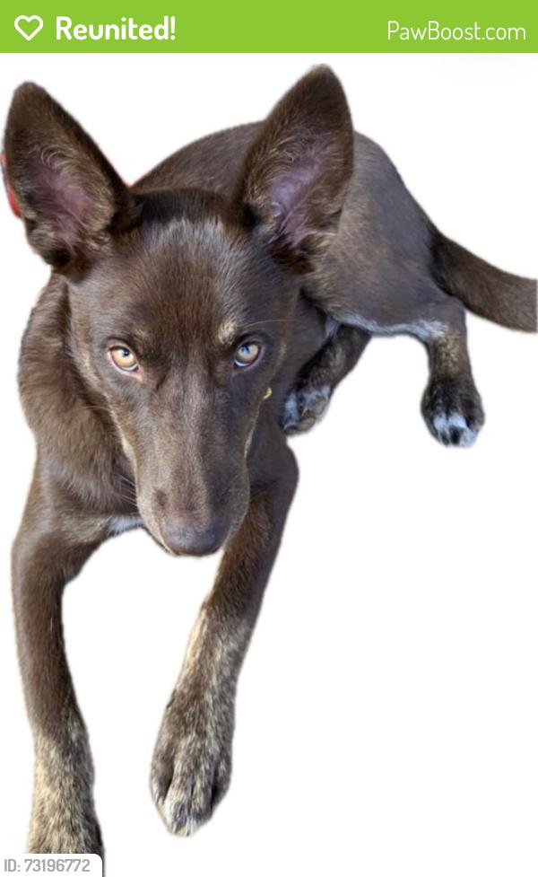 Reunited Female Dog last seen Top of our driveway, Flowery Branch, GA 30542
