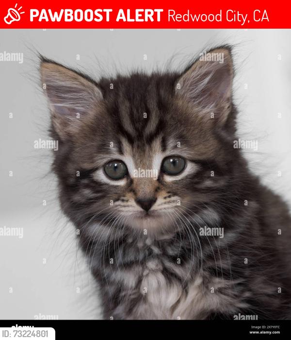 Lost Female Cat last seen Near Whipple, Redwood City, CA 94062
