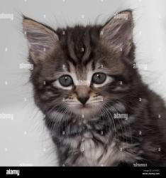 Lost Female Cat last seen Near Whipple, Redwood City, CA 94062