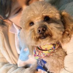 Lost Male Dog last seen Clarkson high school, Mississauga, ON 