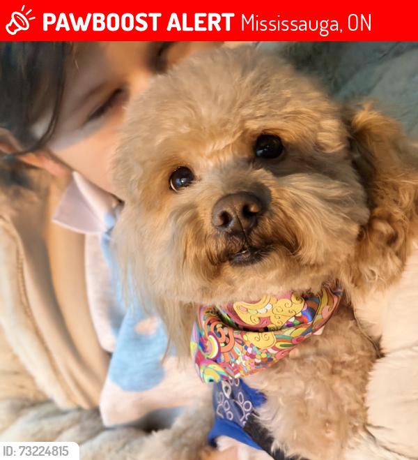 Lost Male Dog last seen Clarkson high school, Mississauga, ON 