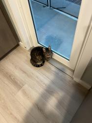 Lost Male Cat last seen Bushard and Banning, Huntington Beach, CA 92646