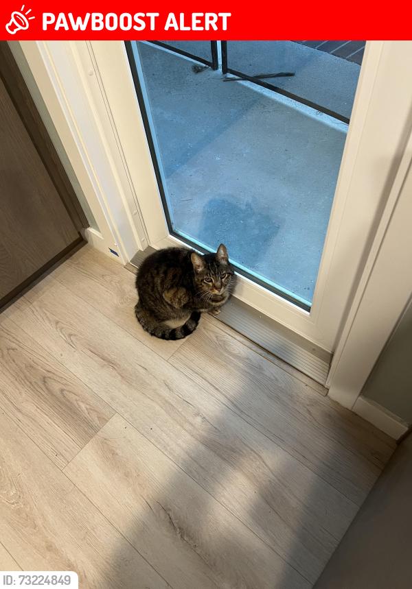 Lost Male Cat last seen Bushard and Banning, Huntington Beach, CA 92646