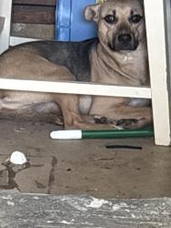 Found/Stray Unknown Dog last seen Moore high, Moore, OK 73160