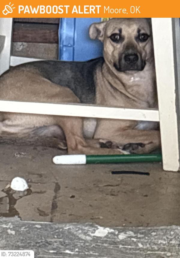 Found/Stray Unknown Dog last seen Moore high, Moore, OK 73160