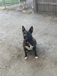 Found/Stray Female Dog last seen 5th street & L street, San Bernardino, CA 92403