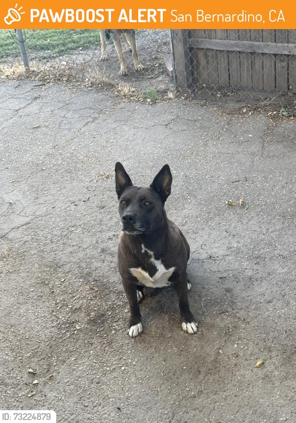 Found/Stray Female Dog last seen 5th street & L street, San Bernardino, CA 92403