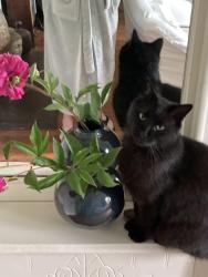 Lost Male Cat last seen Fulton and woodrow ave, Asheville, NC 28801
