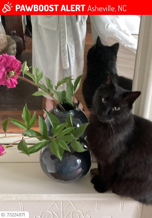 Lost Male Cat last seen Fulton and woodrow ave, Asheville, NC 28801