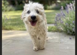 Shelter Stray Male Dog last seen , 957 N Gaffey St, San Pedro, CA 90731, USA