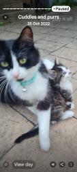 Reunited Female Cat last seen Morwell ave & kirkham rd dandenong, Dandenong, VIC 3175