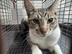Shelter Stray Male Cat last seen , 957 N Gaffey St, San Pedro, CA 90731, USA