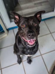 Reunited Male Dog last seen Near 10x apmts, Panama City Beach, FL 32407