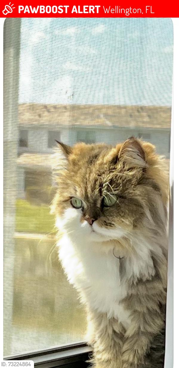 Lost Female Cat last seen Saddlewood Community Polo rd & Lakeworth rd. Behind the Racetrac, Wellington, FL 33467