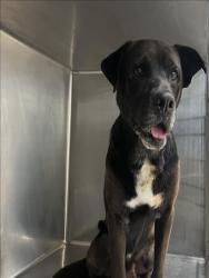 Shelter Stray Male Dog last seen , 957 N Gaffey St, San Pedro, CA 90731, USA