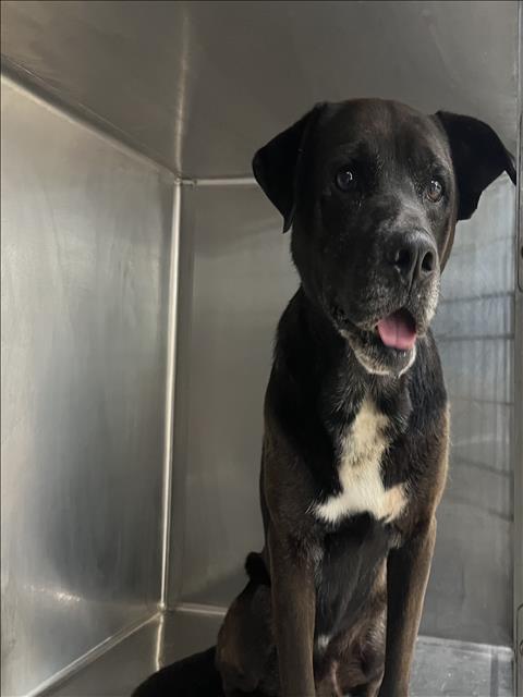 Shelter Stray Male Dog last seen , 957 N Gaffey St, San Pedro, CA 90731, USA