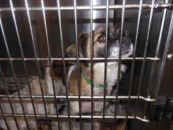 Shelter Stray Male Dog last seen , 957 N Gaffey St, San Pedro, CA 90731, USA