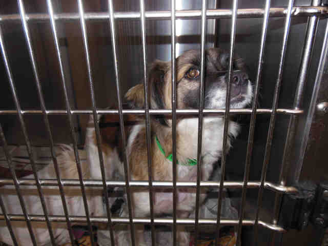 Shelter Stray Male Dog last seen , 957 N Gaffey St, San Pedro, CA 90731, USA