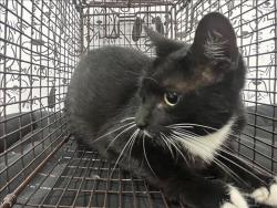 Shelter Stray Unknown Cat last seen , 957 N Gaffey St, San Pedro, CA 90731, USA
