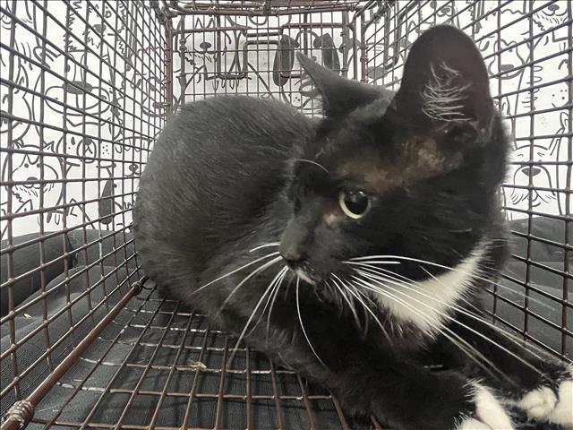 Shelter Stray Unknown Cat last seen , 957 N Gaffey St, San Pedro, CA 90731, USA