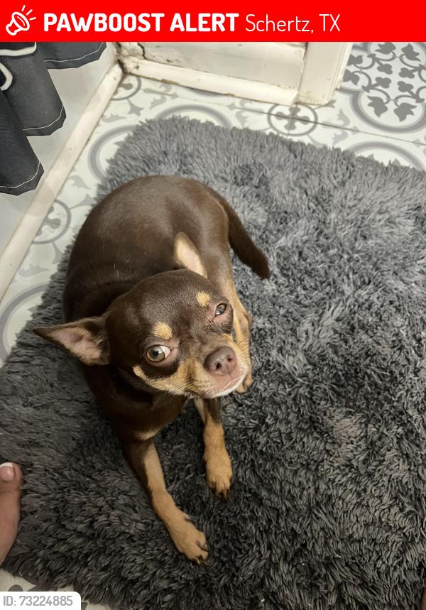 Lost Male Dog last seen Next to Pickrell park, Schertz, TX 78154