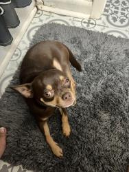 Lost Male Dog last seen Next to Pickrell park, Schertz, TX 78154