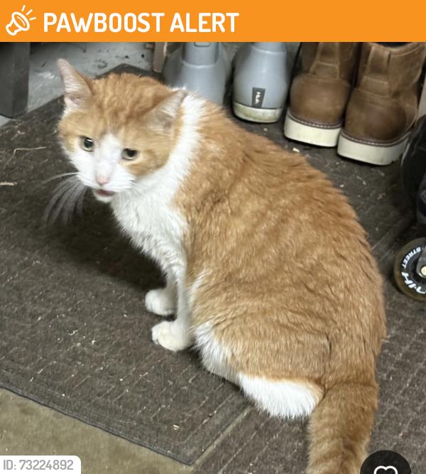 Found/Stray Male Cat last seen Highlands, Chesterfield County, VA 23112