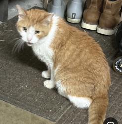 Found/Stray Male Cat last seen Highlands, Chesterfield County, VA 23112