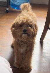 Reunited Female Dog last seen Savoy st and tennessee ave, Dallas, TX 75224