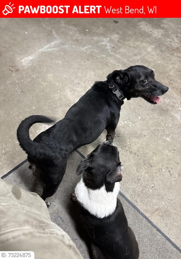 Lost Female Dog last seen Paradise dr., West Bend, WI 53095