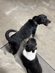 Lost Female Dog last seen Paradise dr., West Bend, WI 53095
