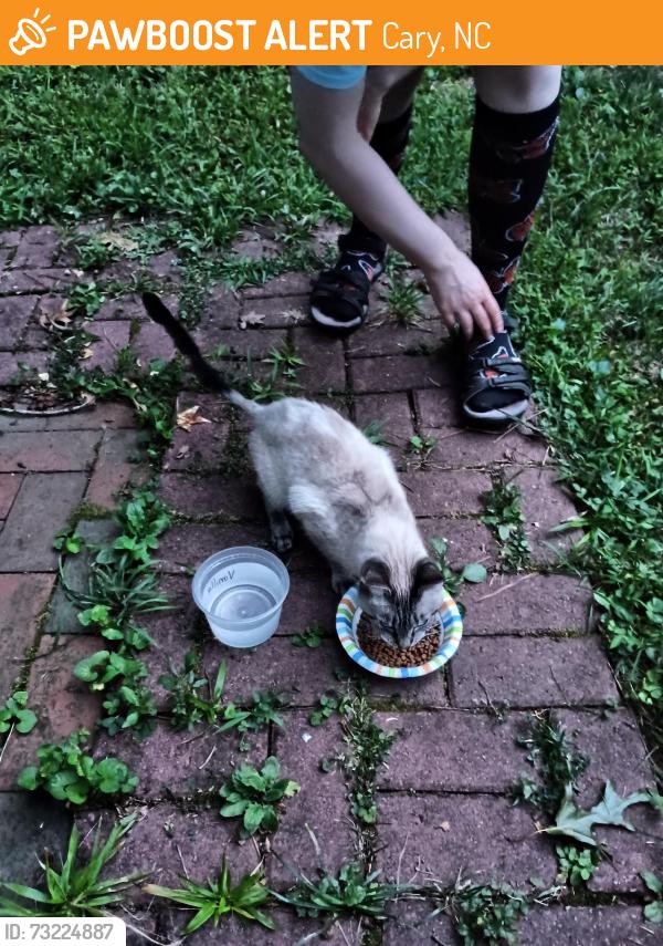 Found/Stray Unknown Cat last seen West Chatham and Leckford Way, Cary, NC 27513