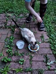 Found/Stray Unknown Cat last seen West Chatham and Leckford Way, Cary, NC 27513