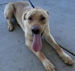 Shelter Stray Male Dog last seen Near MOUNTAIN VIEW RD, BAKERSFIELD CA 93307, 3951 Fruitvale Ave, Bakersfield, CA 93308, USA