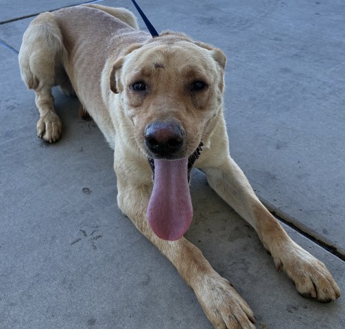 Shelter Stray Male Dog last seen Near MOUNTAIN VIEW RD, BAKERSFIELD CA 93307, 3951 Fruitvale Ave, Bakersfield, CA 93308, USA
