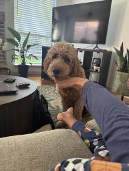 Reunited Male Dog last seen Furlong and flower mound, Flower Mound, TX 75022