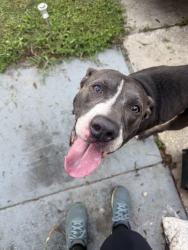 Reunited Male Dog last seen Moog Rd Sail Dr, Holiday, FL 34691