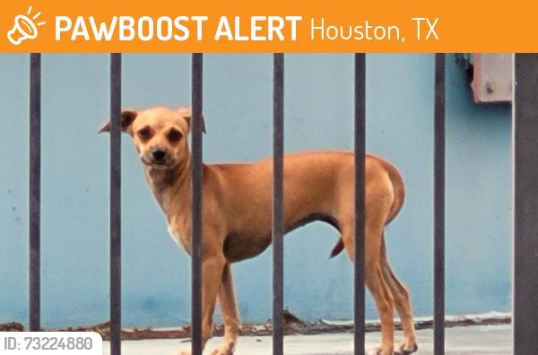 Found/Stray Unknown Dog last seen Houston NW hosp ER, Houston, TX 77090