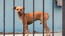 Found/Stray Unknown Dog last seen Houston NW hosp ER, Houston, TX 77090