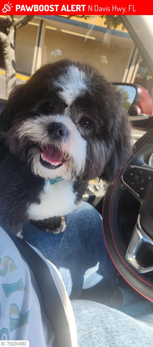 Lost Male Dog last seen Home depot, N Davis Hwy, FL 32504