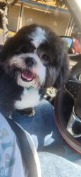 Lost Male Dog last seen Home depot, N Davis Hwy, FL 32504