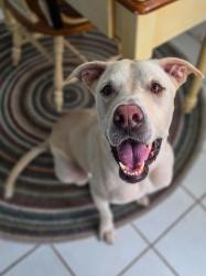Reunited Female Dog last seen 10X apmts, Panama City Beach, FL 32407