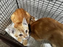 Shelter Stray Male Cat last seen , 3201 Lacy St, Los Angeles, CA 90031, USA