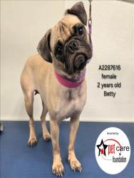 Shelter Stray Female Dog last seen , 3201 Lacy St, Los Angeles, CA 90031, USA