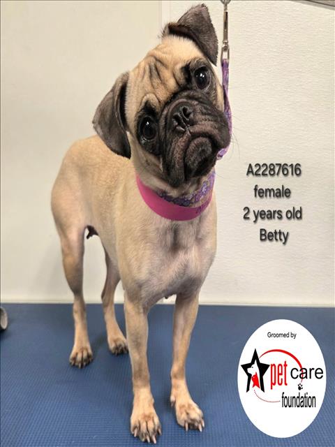 Shelter Stray Female Dog last seen , 3201 Lacy St, Los Angeles, CA 90031, USA