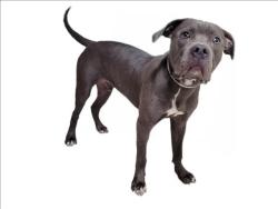 Shelter Stray Male Dog last seen , 3201 Lacy St, Los Angeles, CA 90031, USA