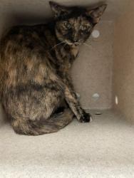 Shelter Stray Female Cat last seen Near BLOCK CLARK ST, PERRIS CA 92570, 581 S Grand Ave, San Jacinto, CA 92582, USA