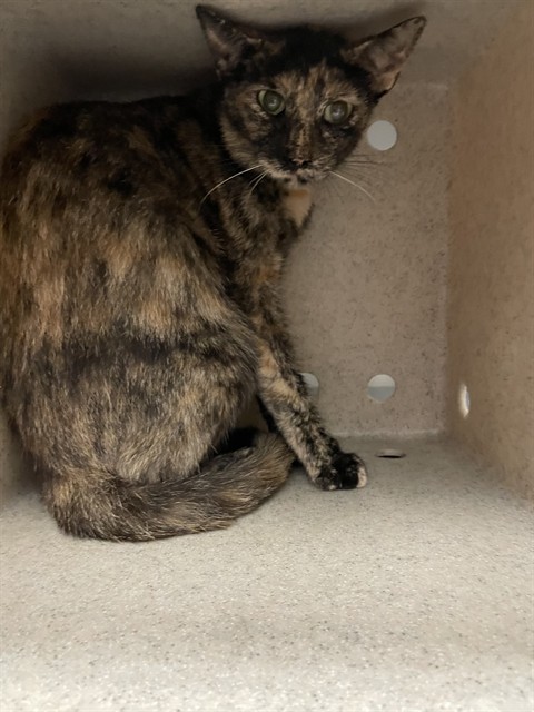 Shelter Stray Female Cat last seen Near BLOCK CLARK ST, PERRIS CA 92570, 581 S Grand Ave, San Jacinto, CA 92582, USA