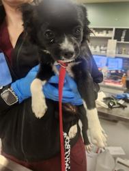 Shelter Stray Female Dog last seen Near BLOCK LEON RD, HOMELAND CA 92548, 581 S Grand Ave, San Jacinto, CA 92582, USA